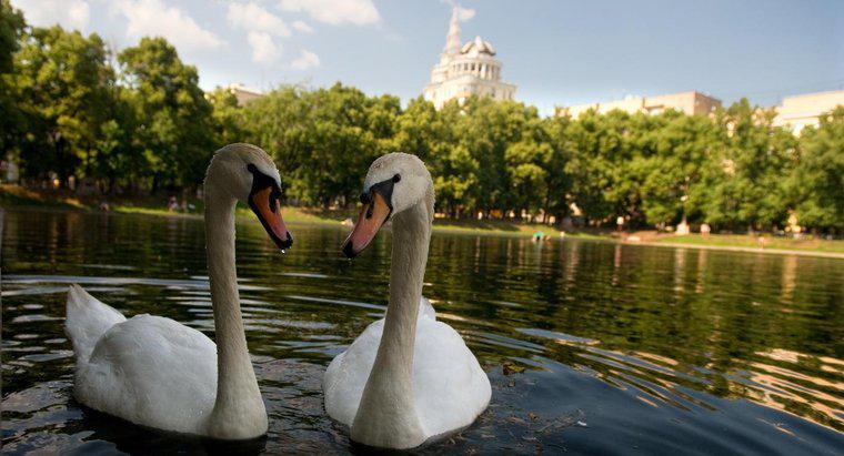 Care este diferența dintre un iaz și un lac?