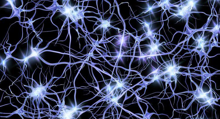 Cum transmit neuronii impulsuri electrice?