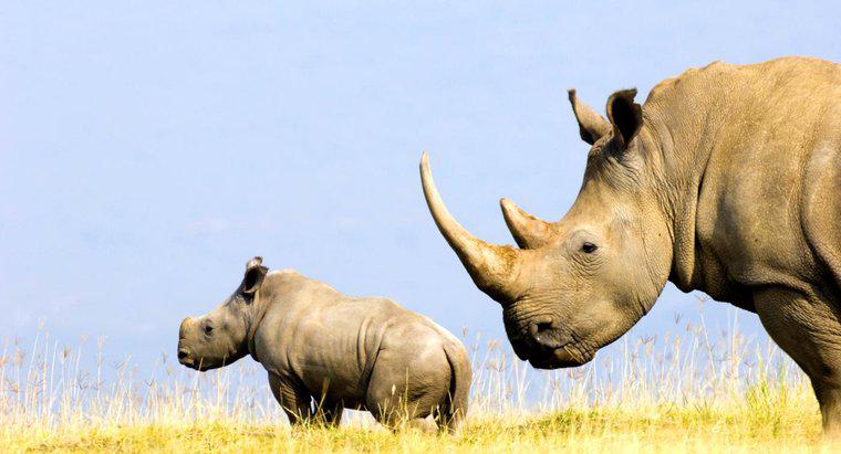 Ce este un corn al Rhino-ului?