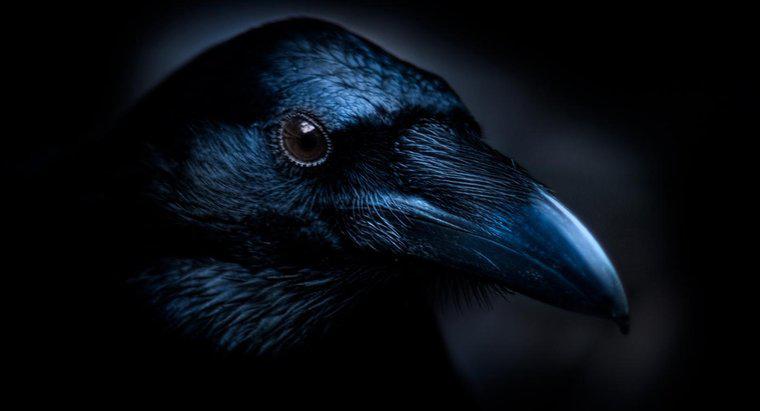 Care sunt temele principale ale poemului lui Edgar Allan Poe "Raven"?