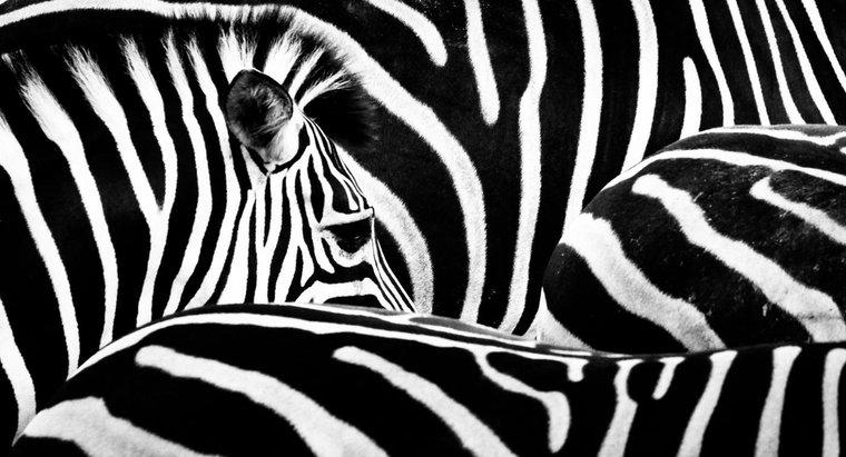 În cazul în care face Zebras Live?