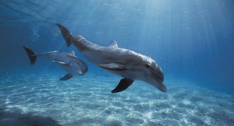 Care este numele științific al unui delfin?