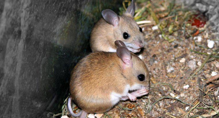 De ce șoare șoarecii?