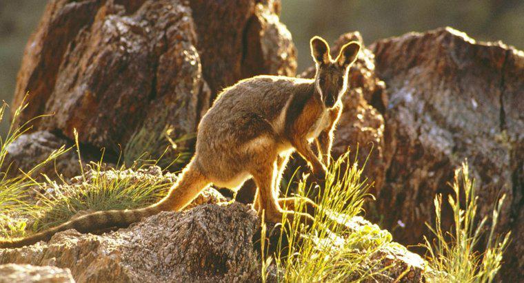 Care sunt caracteristicile fizice ale unui Wallaby?