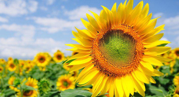 Ce reprezintă floarea-soarelui?