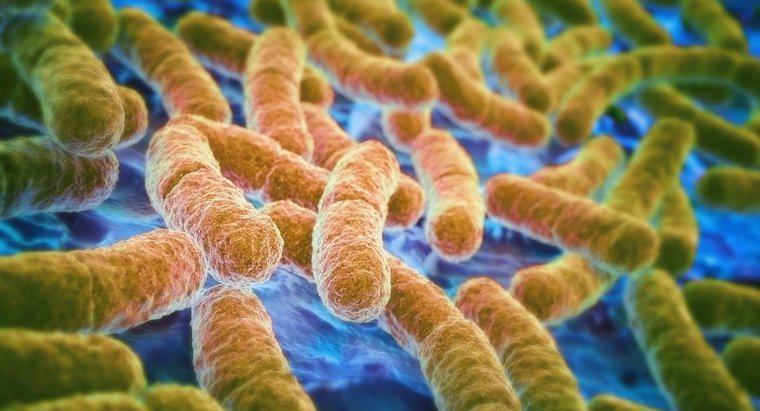 Care sunt cauzele și simptomele de E. coli?