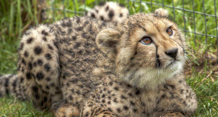 Cum puteți păstra un ghepard ca un animal de companie?