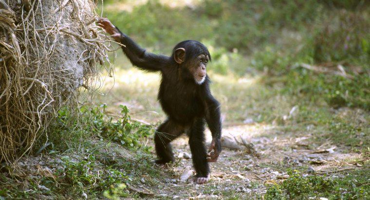 De ce copilul chimps juca cu papusi?