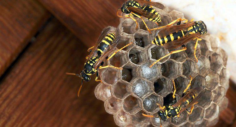 Cum eliminați un hambar de viespe?