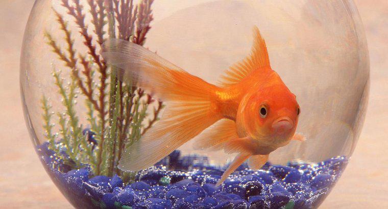 Care este Habitatul unui goldfish?