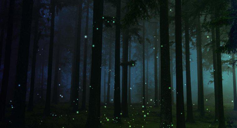 Când se varsă Fireflies?
