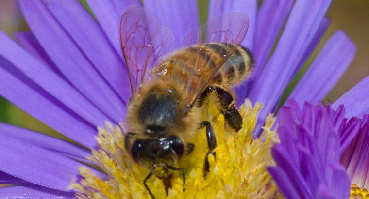 Ce este un habitat al albinelor?