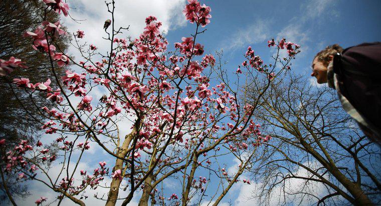 Cum pot rădăcina o tăiere de pe un copac de Magnolia?