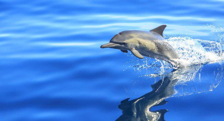 Unde este un delfin situat în lanțul alimentar?