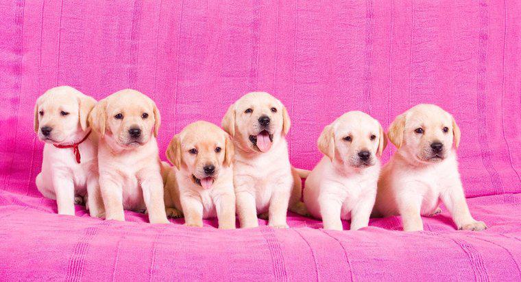 Care este perioada de gestație pentru Labrador Retrievers?