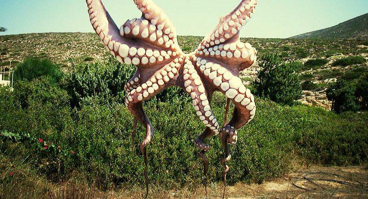 Are copac Pacific Northwest Octopus există?