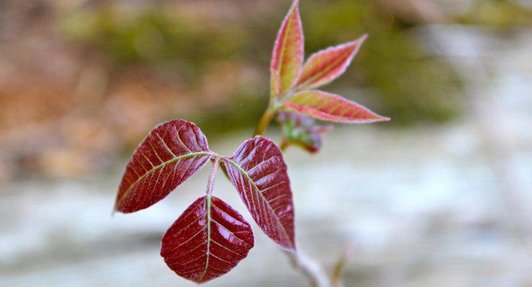 Care sunt unele tratamente naturale bune pentru Ivy Poison?