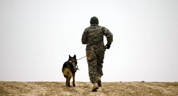 Ce sunt rasele câinilor militari?