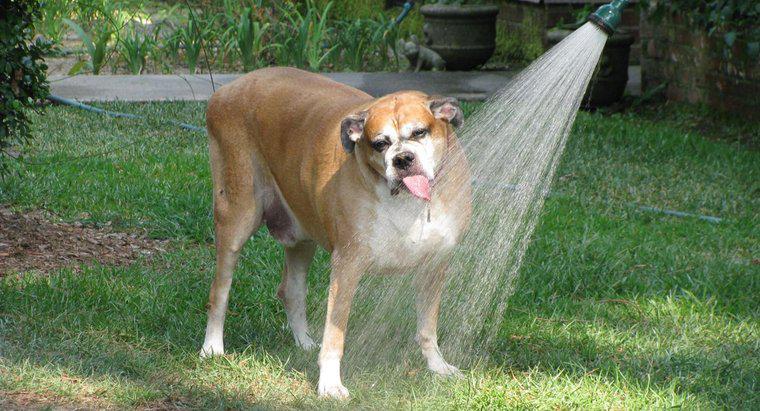 Cât timp poate un câine să meargă fără apă?