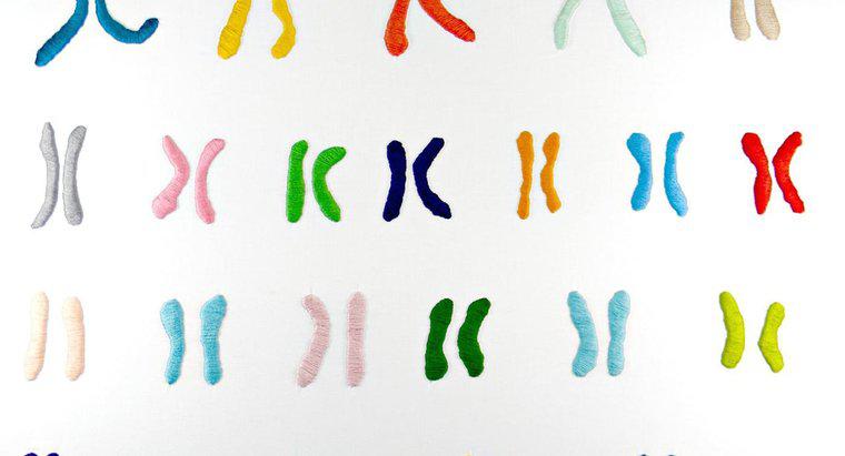 Care este funcția cromozomilor?