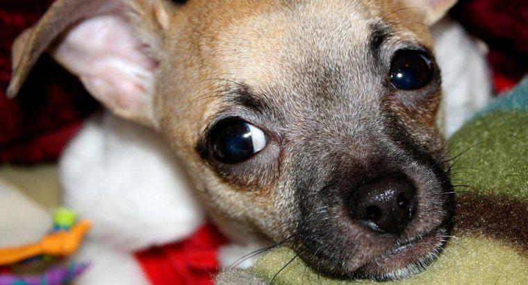 Care sunt unele fapte comune despre catelusii Chihuahua?