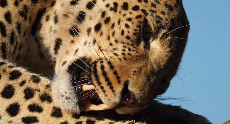 Cât de mult leopardii mănâncă într-o zi?