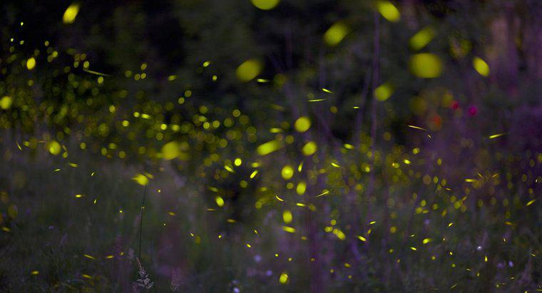 Care este culoarea Fireflies?