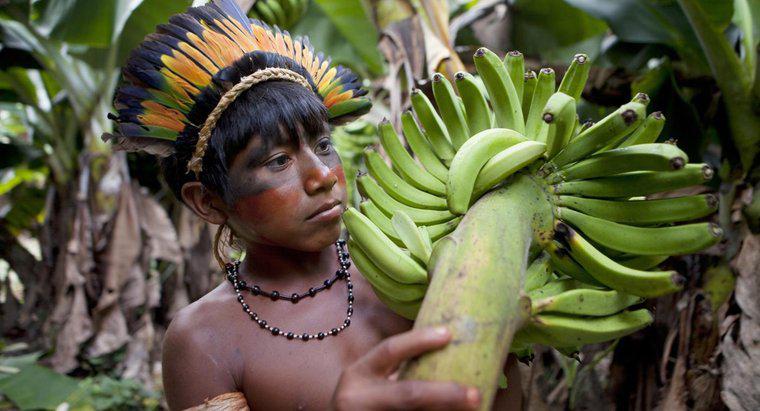 Ce fructe cresc în pădurea tropicală din Amazon?
