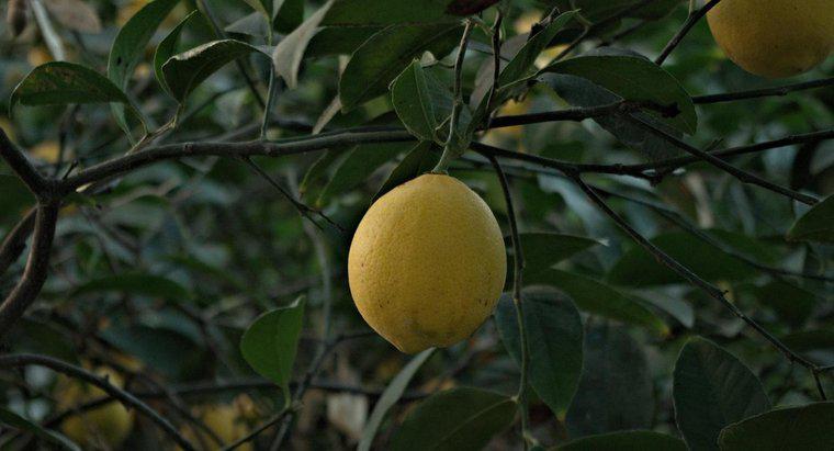 Cât durează un copac de lămâie pentru a crește și a purta fructe?