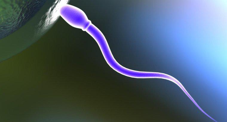 Ce face o celulă de spermă?