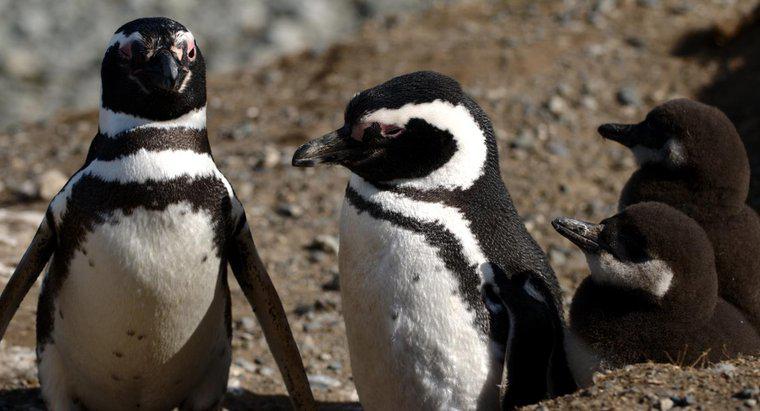 Pinguinii trăiesc în Tundra Biome?