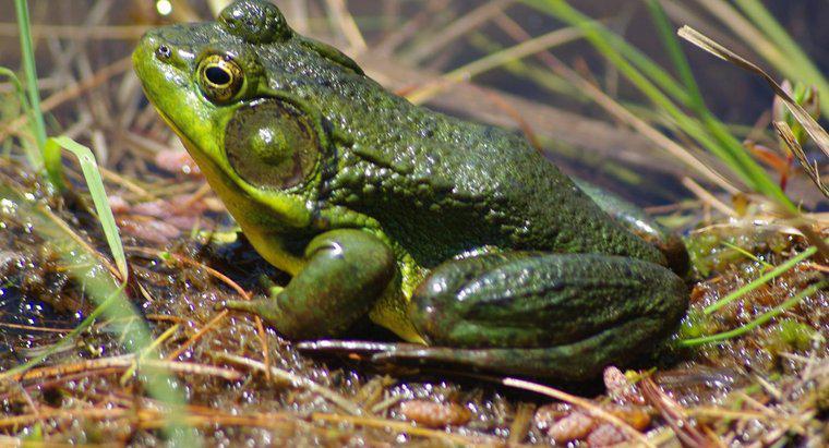 Care este numele științific al Frog?