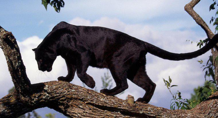 Unde trăiesc Panthers Wild Black?