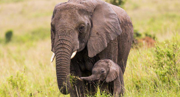 Ce este numit un elefant pentru copii?