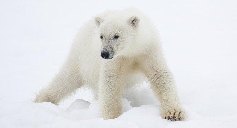 Ce animale se găsesc în regiunea polară?
