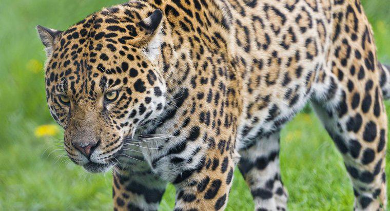 Care păduri de ploaie fac jaguarii în viață?