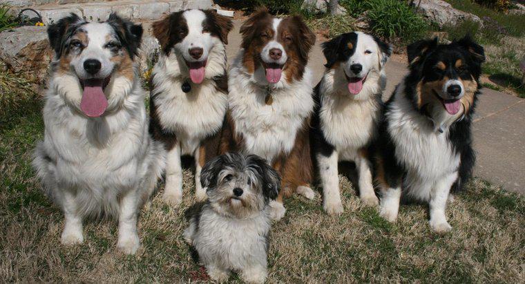 Ce este numit un grup de câini?