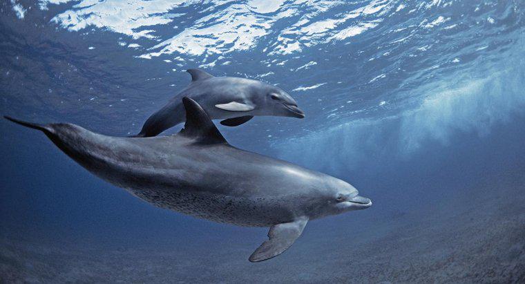 Cum folosesc delfinii Echolocația?