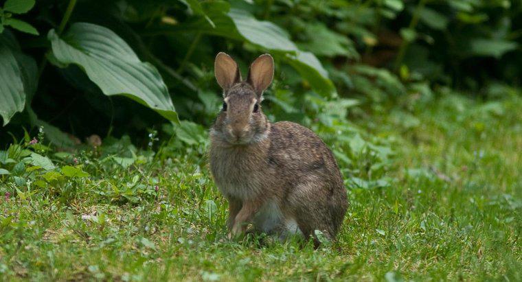 Cum sunt adaptați iepurii la habitatele lor?