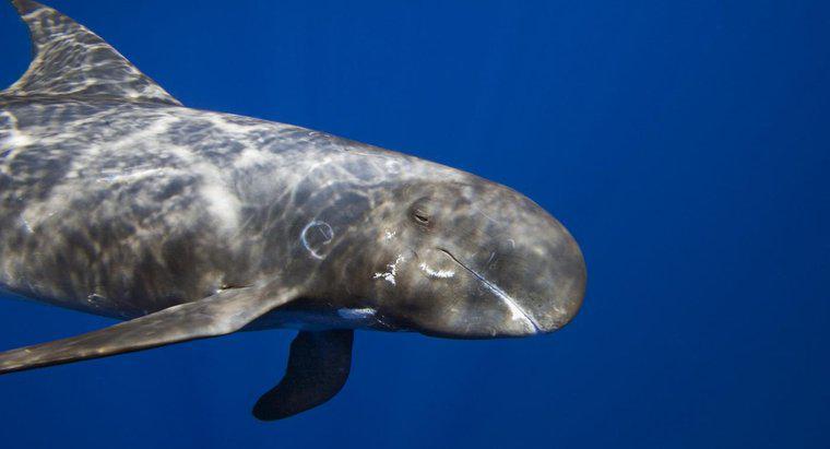 Cum arată ochii unei balene ucigătoare?