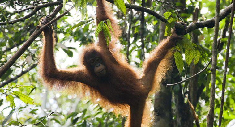 Cum se protejează Orangutanii?
