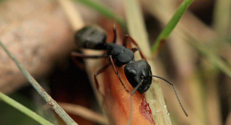 Care sunt micile furnici negri numiți?