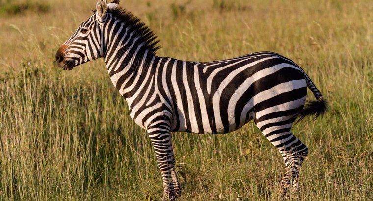Care sunt unele fapte Zebra pentru copii?