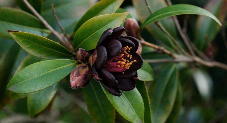 Ce este un arbust de Camellia?
