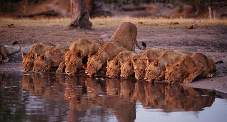 Pot Lions înota?