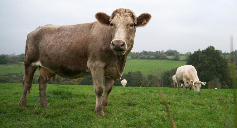 Care sunt caracteristicile unei vaci?