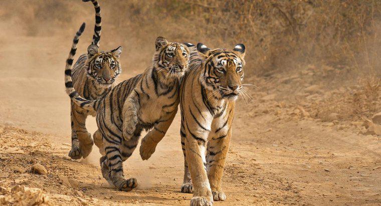 Care sunt unele fapte interesante despre tigrii?