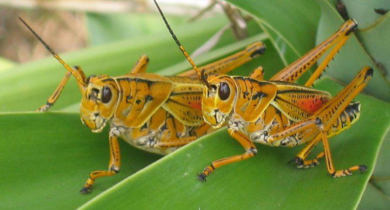 Ce este numit un grup de Grasshoppers?