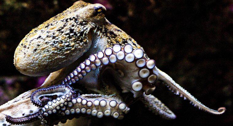 Ce este mai inteligent, Squid sau Octopus?