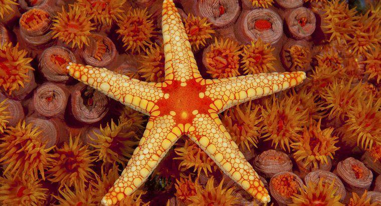 Ce adaptări prezintă Expoziția de Starfish?